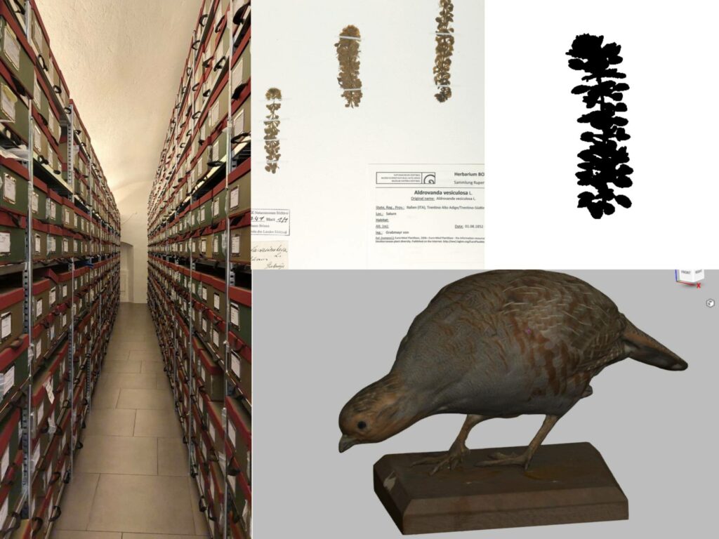 Photos of the botanic and zoology archive